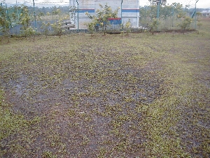 Waterlogged Grass area